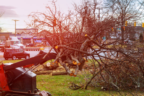 How Our Tree Care Process Works  in  Gratton, VA